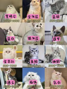 什么猫比较好养又温顺_10种温顺好养猫推荐！