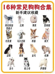 常见的家养狗品种_选小型犬养？比熊泰迪吉娃娃，看看哪个适合你家！