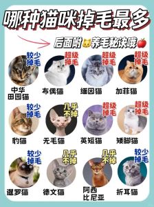 好养不掉毛的猫排名_性格温顺好打理的品种推荐