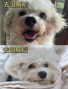 养了一天的狗后悔死了_后悔养狗？时间精力被狗吞噬，生活节奏全打乱！