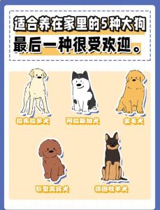 怕麻烦的人养什么狗好些_性格温顺易打理的宠物伴侣推荐