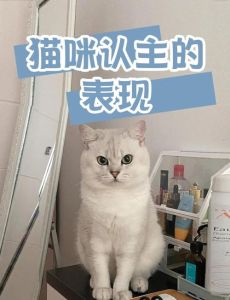 猫咪会认几个主人_信任是动态的，懂它们肢体语言更暖心