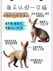 不掉毛猫咪排行榜_银渐层布偶德文等，性格温顺好养