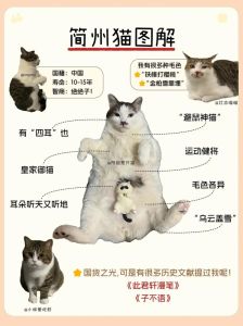 简州猫只认一个主任_简州猫认主专一，耐心互动是关键，稳定环境助亲近