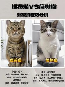 简州猫对主人温顺吗_家养好伙伴，守护平安符