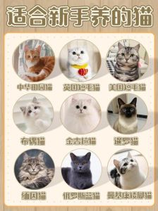 哪种猫咪最温顺好养_选温顺猫咪，英短布偶等好选择！