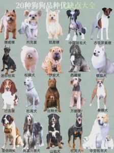 宠物狗哪个品种好养_金毛柯基比熊边境牧羊犬法国斗牛犬性格特点对比