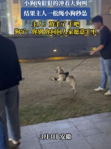 小狗突然对主人很凶叫_狗狗吼叫原因多，细心观察解其意，和谐相处更轻松