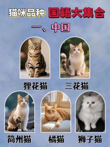 宠物猫十大品种_选对猫咪伴侣，让生活添色彩