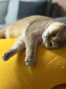 懒人养什么猫最省心_选懒人猫？温顺好养，养猫轻松！