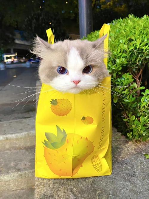 哪种猫粘人，温顺，好养_忠诚好养稳定粘人话痨活泼，总有一款适合你！