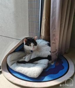 猫咪在家里凭空消失了_猫咪走失怎么办？黄金时间找回妙招