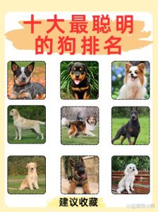 狗狗百科大全_选温顺犬替代大型犬？阿拉斯加哈士奇萨摩耶拉布拉多边境牧羊犬推荐