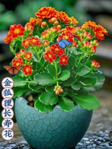 养猫能种长寿花吗_哪些植物对猫有毒？安全植物推荐！