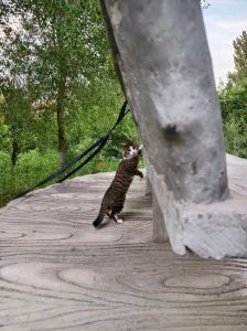 简州公猫对主人之外的人友好吗_简州猫忠诚警惕，独立野性，贪吃需节制，是四川稀有品种