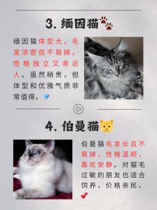 不掉毛猫十大排名_选猫不只为少掉毛，更要看性格，选只适合你的喵！