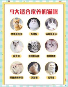 十大最干净最好养的猫_性格温顺又好养品种推荐