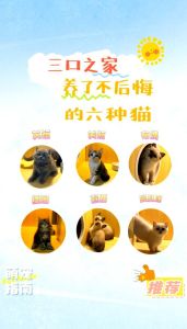 家养什么猫最合适_选温顺粘人猫咪，预算内找亲人品种，适合家养