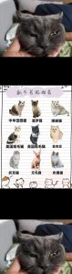 十大便宜又好养的猫_猫咪性格护理要点