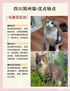 简州猫是怎么记住主人的_猫咪靠眼闻听认主人，多感官默契超暖心