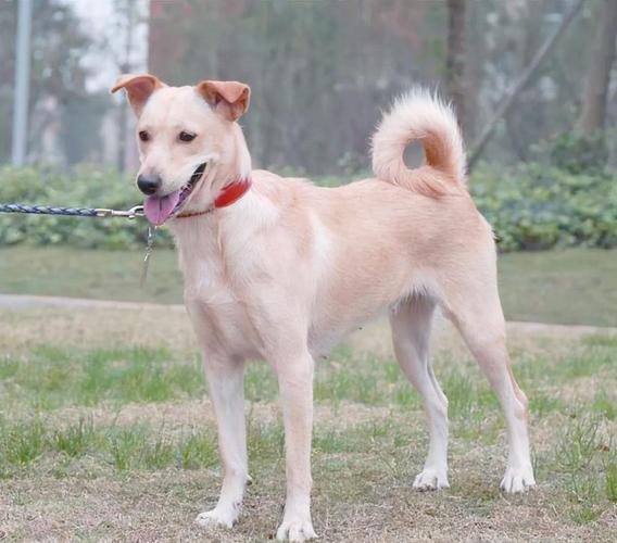 适合老年人养的狗_选温和粘人小犬作伴