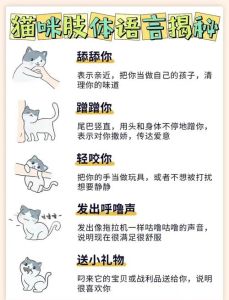 第一次撸猫要注意什么_读懂它的情绪，温柔相处更亲密