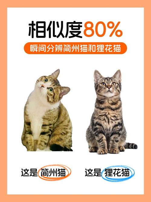 简州猫认主后会走掉吗_四川特色猫种，忠诚易养，新手友好