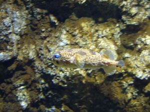 反游猫鱼为什么不建议养_反游猫鱼长大后凶猛伤鱼，清理鱼缸能手，不推荐饲养，特别是家里有其他爱鱼的人