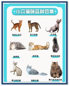 新手最适合养哪种猫_性格健康预算全考虑