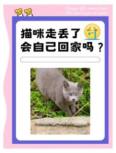 宠物猫走丢了会自己回来吗_猫咪走失怎么办？如何找回？