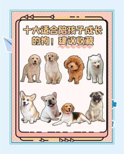 家庭宠物狗哪种比较好_推荐10种适合家养的狗狗，陪伴为主，性格各异