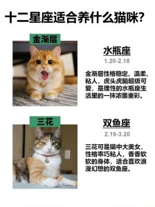 什么猫适合新手女生养_新手女生养猫，选温顺品种好，如英短异短布偶等，注意健康和照顾