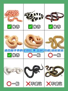 宠物蛇养什么品种好_新手养蛇选玉米王，温顺好养易互动