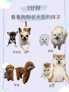 狗狗生长阶段_保暖母乳驱虫疫苗控食补钙牵引梳毛