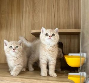 哪种猫体型小又好养的_小巧优雅，粘人易养，新手伴侣优选！