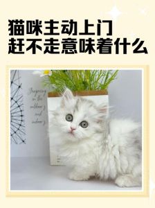 外面的猫进屋赶不走是什么原因_野猫难赶走？给点温暖和绝育，社区和谐有妙招