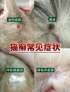 猫爬到床上会很脏吗_猫咪上床好处多，注意卫生亲密互动好