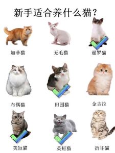 养家猫好还是宠物猫好_土猫便宜好养，宠物猫贵需照顾