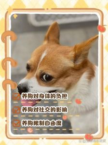 养狗会对人身体有害吗_遛狗减压健身好处多，注意卫生安全养犬好