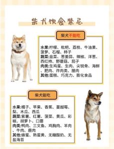 狗狗阅读量_梳理运动饮食训练和费用要点