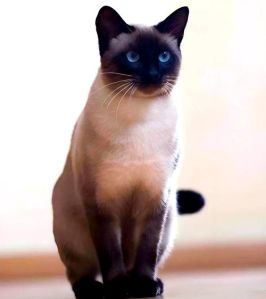 哪种猫最温顺_10种温顺猫咪品种推荐，适合家庭养！