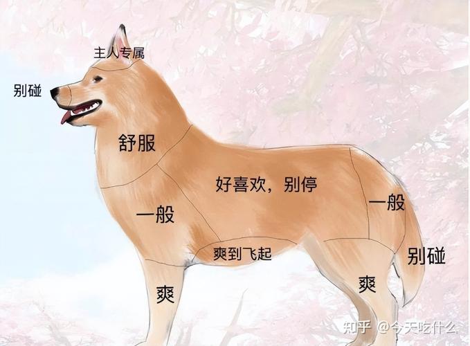 狗狗最喜欢被摸哪里_狗狗最爱被摸的部位，摸对它超幸福！