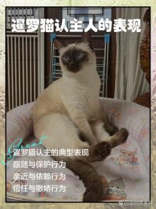 猫咪只认一个主人吗_猫咪认主不只认一个，长期互动和气味标记建立信任