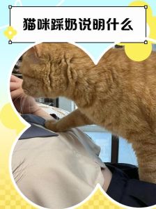 猫在人身上踩奶_猫咪在你身上踩奶，是信任和亲密的表示