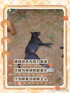 小狗死前10个征兆_小狗临终征兆及主人应对