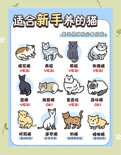 哪些猫适合新手养_英短美短随和，布偶需打理