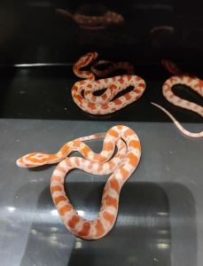 给我推荐一种便宜好养的爬宠_选爬宠看预算空间时间，食虫蜥简单，互动选豹纹守宫，新手选亚成体