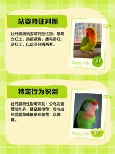 新手养牡丹鹦鹉的注意事项_品种色彩多，注意保护法规