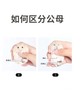 公仓鼠好还是母仓鼠好_公仓鼠母仓鼠哪个好？性格行为差异大！