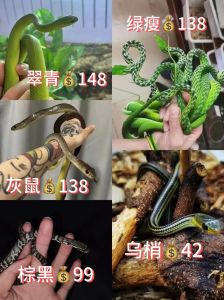 宠物玉米蛇多少元一只_玉米蛇价格差异大，从150元到3000元以上，购买需注意健康状态